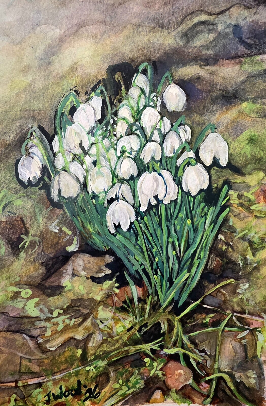 ‘Snowdrops in Hawes’ showing delicate flowers emerging in soft light.