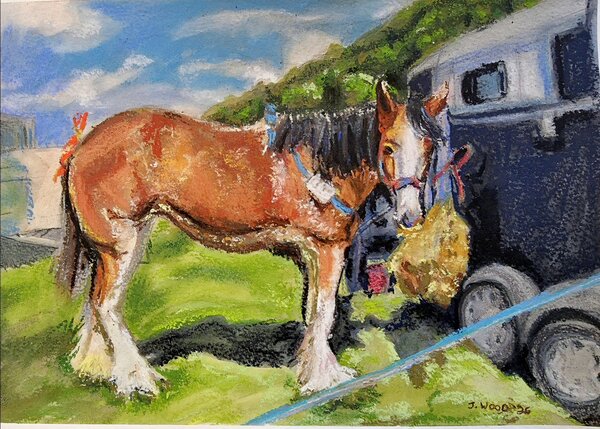 Young Shire Horse at the Honley Show